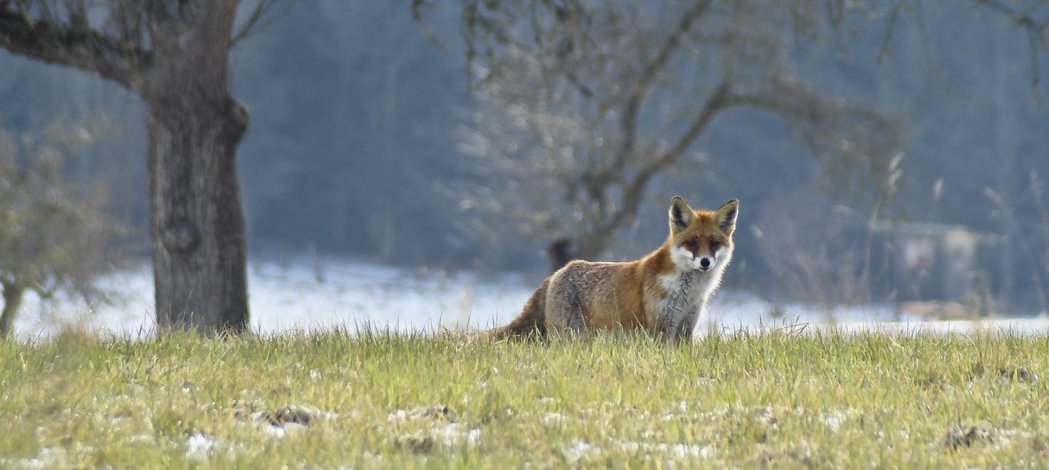 Fuchs (c) walpaperflare